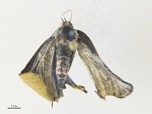  (lycMalaise3068 - CBG-A36821-E04)  @11 [ ] CreativeCommons - Attribution Share - Alike (2024) CBG Photography Group Centre for Biodiversity Genomics