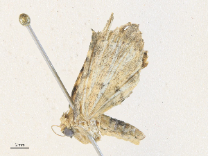  ( - CBG-A36821-H02)  @11 [ ] CreativeCommons - Attribution Share - Alike (2024) CBG Photography Group Centre for Biodiversity Genomics