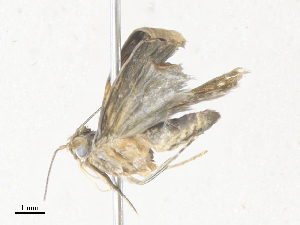  ( - CBG-A38409-D09)  @11 [ ] CreativeCommons - Attribution Share - Alike (2024) CBG Photography Group Centre for Biodiversity Genomics