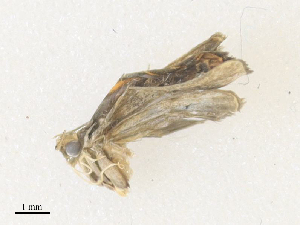  ( - CBG-A38409-E07)  @11 [ ] CreativeCommons - Attribution Share - Alike (2024) CBG Photography Group Centre for Biodiversity Genomics