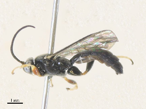  (Leurus Malaise2146 - CBG-A38410-G05)  @11 [ ] CreativeCommons - Attribution Share - Alike (2024) CBG Photography Group Centre for Biodiversity Genomics