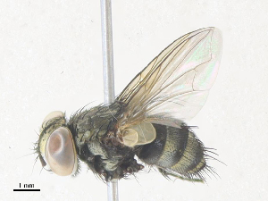  (Argyrophylax Janzen1543 - CBG-A38411-D08)  @11 [ ] CreativeCommons - Attribution Share - Alike (2024) CBG Photography Group Centre for Biodiversity Genomics