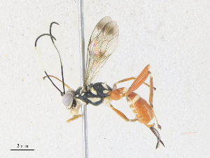  (Lymeon malaise0426 - CBG-A38411-E04)  @11 [ ] CreativeCommons - Attribution Share - Alike (2024) CBG Photography Group Centre for Biodiversity Genomics