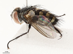 ( - CBG-A51909-D11)  @11 [ ] CreativeCommons - Attribution Share - Alike (2024) CBG Photography Group Centre for Biodiversity Genomics