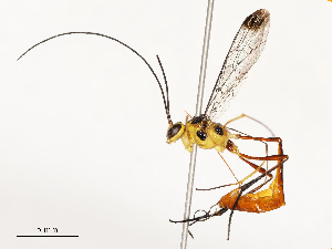  ( - CBG-A51912-A10)  @11 [ ] CreativeCommons - Attribution Share - Alike (2024) CBG Photography Group Centre for Biodiversity Genomics