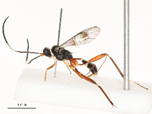  ( - CBG-A51912-C01)  @11 [ ] CreativeCommons - Attribution Share - Alike (2024) CBG Photography Group Centre for Biodiversity Genomics