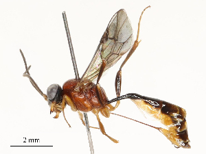  ( - CBG-A51912-D05)  @11 [ ] CreativeCommons - Attribution Share - Alike (2024) CBG Photography Group Centre for Biodiversity Genomics