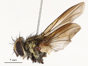  (Lixophaga Malaise0847 - CBG-A51912-H01)  @11 [ ] CreativeCommons - Attribution Share - Alike (2024) CBG Photography Group Centre for Biodiversity Genomics