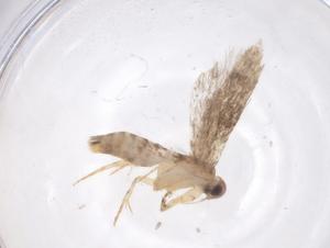  ( - CBG-A53530-H05)  @11 [ ] CreativeCommons - Attribution Share - Alike (2024) Centre for Biodiversity Genomics Centre for Biodiversity Genomics