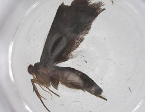  ( - CBG-A53535-G11)  @11 [ ] CreativeCommons - Attribution Share - Alike (2024) Centre for Biodiversity Genomics Centre for Biodiversity Genomics