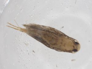  ( - CBG-A53536-F09)  @11 [ ] CreativeCommons - Attribution Share - Alike (2024) Centre for Biodiversity Genomics Centre for Biodiversity Genomics