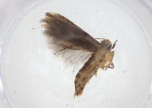  ( - CBG-A53537-F01)  @11 [ ] CreativeCommons - Attribution Share - Alike (2024) Centre for Biodiversity Genomics Centre for Biodiversity Genomics