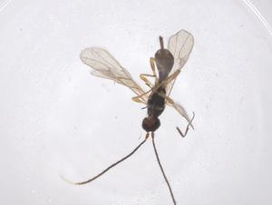  ( - CBG-A53538-C01)  @11 [ ] CreativeCommons - Attribution Share - Alike (2024) Centre for Biodiversity Genomics Centre for Biodiversity Genomics