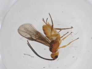  (Bracon Malaise4872 - CBG-A53540-B06)  @11 [ ] CreativeCommons - Attribution Share - Alike (2024) Centre for Biodiversity Genomics Centre for Biodiversity Genomics