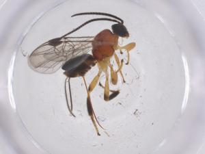  ( - CBG-A53541-D09)  @11 [ ] CreativeCommons - Attribution Share - Alike (2024) Centre for Biodiversity Genomics Centre for Biodiversity Genomics