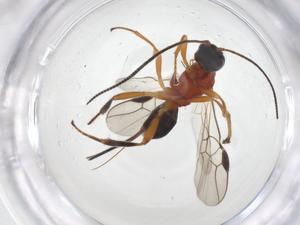  ( - CBG-A53571-G01)  @11 [ ] CreativeCommons - Attribution Share - Alike (2024) Centre for Biodiversity Genomics Centre for Biodiversity Genomics