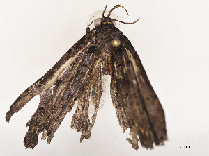  (Nicetas Poole01DHJ02 - CBG-A53597-A09)  @11 [ ] CreativeCommons - Attribution Share - Alike (2024) CBG Photography Group Centre for Biodiversity Genomics