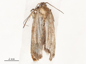  ( - CBG-A53598-C01)  @11 [ ] CreativeCommons - Attribution Share - Alike (2024) CBG Photography Group Centre for Biodiversity Genomics