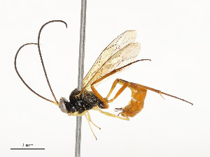  ( - CBG-A53601-C01)  @11 [ ] CreativeCommons - Attribution Share - Alike (2024) CBG Photography Group Centre for Biodiversity Genomics