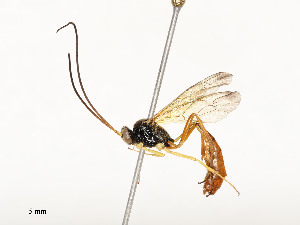  ( - CBG-A53601-C02)  @11 [ ] CreativeCommons - Attribution Share - Alike (2024) CBG Photography Group Centre for Biodiversity Genomics