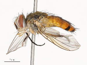  ( - CBG-A53601-G01)  @11 [ ] CreativeCommons - Attribution Share - Alike (2024) CBG Photography Group Centre for Biodiversity Genomics