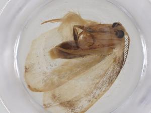  (Isogona Janzen6660 - CBG-A54292-D08)  @11 [ ] CreativeCommons - Attribution Share - Alike (2024) Centre for Biodiversity Genomics Centre for Biodiversity Genomics