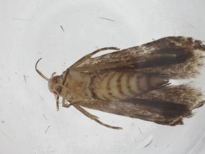  ( - CBG-A54295-A11)  @11 [ ] CreativeCommons - Attribution Share - Alike (2024) Centre for Biodiversity Genomics Centre for Biodiversity Genomics