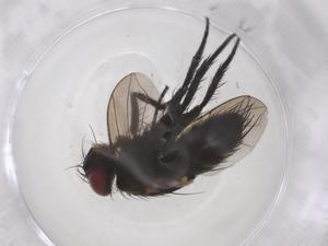  (Lixophaga Janzen2999 - CBG-A54338-A01)  @11 [ ] CreativeCommons - Attribution Share - Alike (2024) Centre for Biodiversity Genomics Centre for Biodiversity Genomics