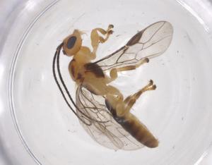  (Yelicones Malaise6954 - CBG-A54338-H09)  @11 [ ] CreativeCommons - Attribution Share - Alike (2024) Centre for Biodiversity Genomics Centre for Biodiversity Genomics