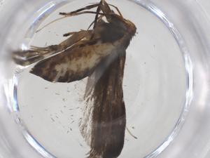  ( - CBG-A54339-G04)  @11 [ ] CreativeCommons - Attribution Share - Alike (2024) Centre for Biodiversity Genomics Centre for Biodiversity Genomics