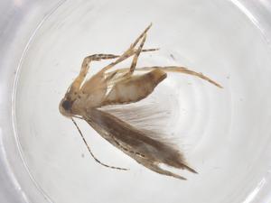  (gelMalaise01 Malaise9388 - CBG-A54339-H07)  @11 [ ] CreativeCommons - Attribution Share - Alike (2024) Centre for Biodiversity Genomics Centre for Biodiversity Genomics