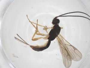  ( - CBG-A54342-A08)  @11 [ ] CreativeCommons - Attribution Share - Alike (2024) Centre for Biodiversity Genomics Centre for Biodiversity Genomics