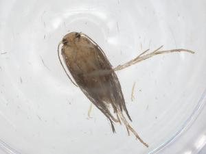  ( - CBG-A54342-D12)  @11 [ ] CreativeCommons - Attribution Share - Alike (2024) Centre for Biodiversity Genomics Centre for Biodiversity Genomics