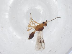  ( - CBG-A54347-E08)  @11 [ ] CreativeCommons - Attribution Share - Alike (2024) Centre for Biodiversity Genomics Centre for Biodiversity Genomics