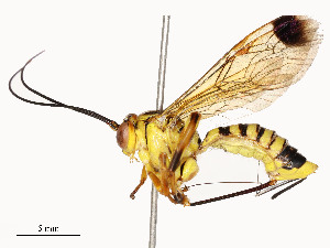  ( - CBG-A54419-A11)  @11 [ ] CreativeCommons - Attribution Share - Alike (2024) CBG Photography Group Centre for Biodiversity Genomics