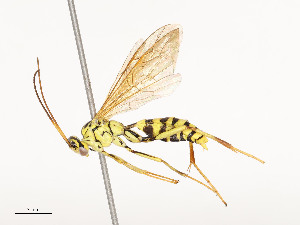  ( - CBG-A54419-B01)  @11 [ ] CreativeCommons - Attribution Share - Alike (2024) CBG Photography Group Centre for Biodiversity Genomics