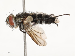  ( - CBG-A54419-B03)  @11 [ ] CreativeCommons - Attribution Share - Alike (2024) CBG Photography Group Centre for Biodiversity Genomics