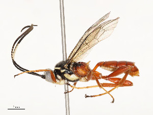  ( - CBG-A54419-B06)  @11 [ ] CreativeCommons - Attribution Share - Alike (2024) CBG Photography Group Centre for Biodiversity Genomics