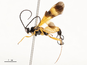  (Alabagrus jeanmariecadioui - CBG-A54419-E02)  @11 [ ] CreativeCommons - Attribution Share - Alike (2024) CBG Photography Group Centre for Biodiversity Genomics