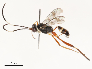  ( - CBG-A54442-E04)  @11 [ ] CreativeCommons - Attribution Share - Alike (2024) CBG Photography Group Centre for Biodiversity Genomics