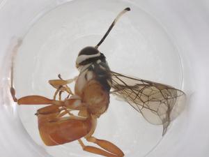  ( - CBG-A54553-A04)  @11 [ ] CreativeCommons - Attribution Share - Alike (2024) Centre for Biodiversity Genomics Centre for Biodiversity Genomics