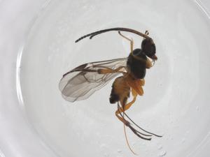  (Promicrogaster monteverdensis - CBG-A54554-A10)  @11 [ ] CreativeCommons - Attribution Share - Alike (2024) Centre for Biodiversity Genomics Centre for Biodiversity Genomics