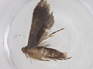  ( - CBG-A54556-B09)  @11 [ ] CreativeCommons - Attribution Share - Alike (2024) Centre for Biodiversity Genomics Centre for Biodiversity Genomics