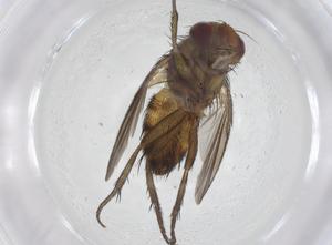  (Ceromya Malaise0802 - CBG-A54560-C03)  @11 [ ] CreativeCommons - Attribution Share - Alike (2024) Centre for Biodiversity Genomics Centre for Biodiversity Genomics