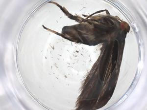  ( - CBG-A54572-H01)  @11 [ ] CreativeCommons - Attribution Share - Alike (2024) Centre for Biodiversity Genomics Centre for Biodiversity Genomics