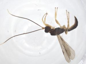  ( - CBG-A54574-D01)  @11 [ ] CreativeCommons - Attribution Share - Alike (2024) Centre for Biodiversity Genomics Centre for Biodiversity Genomics