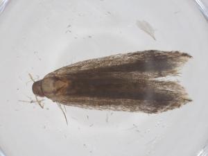  (gelMalaise01 Malaise9577 - CBG-A54574-F07)  @11 [ ] CreativeCommons - Attribution Share - Alike (2024) Centre for Biodiversity Genomics Centre for Biodiversity Genomics