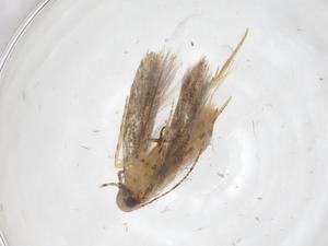  ( - CBG-A55278-H10)  @11 [ ] CreativeCommons - Attribution Share - Alike (2024) Centre for Biodiversity Genomics Centre for Biodiversity Genomics