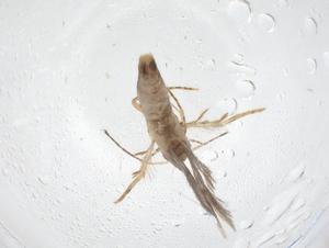  ( - CBG-A55279-D12)  @11 [ ] CreativeCommons - Attribution Share - Alike (2024) Centre for Biodiversity Genomics Centre for Biodiversity Genomics