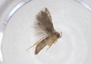  ( - CBG-A55333-G05)  @11 [ ] CreativeCommons - Attribution Share - Alike (2024) Centre for Biodiversity Genomics Centre for Biodiversity Genomics